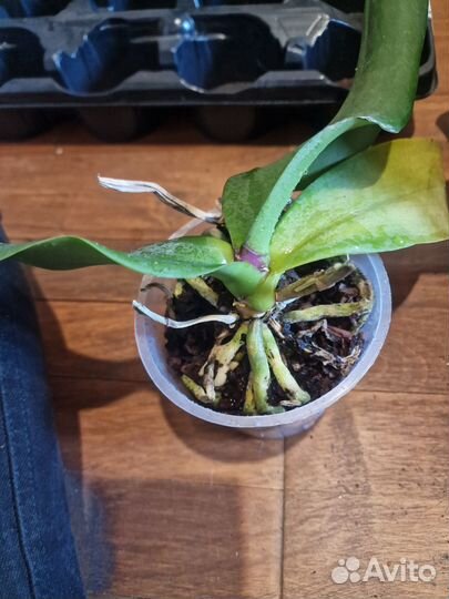 Орхидея фаленопсис