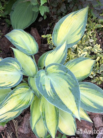 Хоста растение