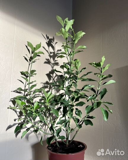 Большой бересклет японский комнатный