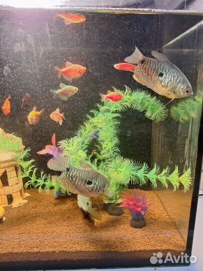 Рыбки гурами(можно обмен)