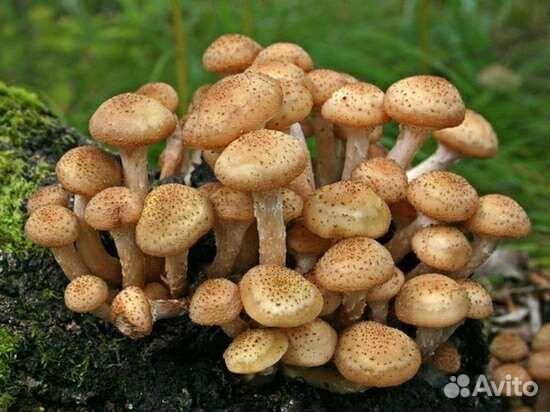 Грибы. Маринованные