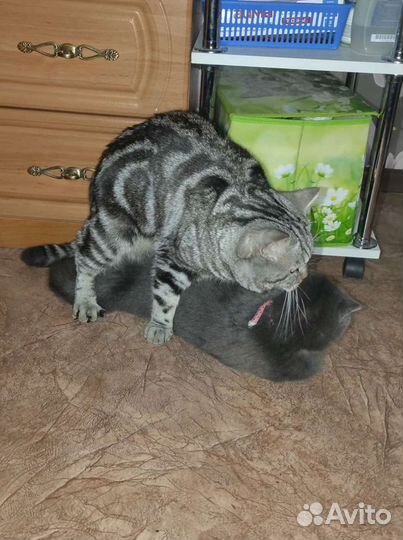 Кот на вязку
