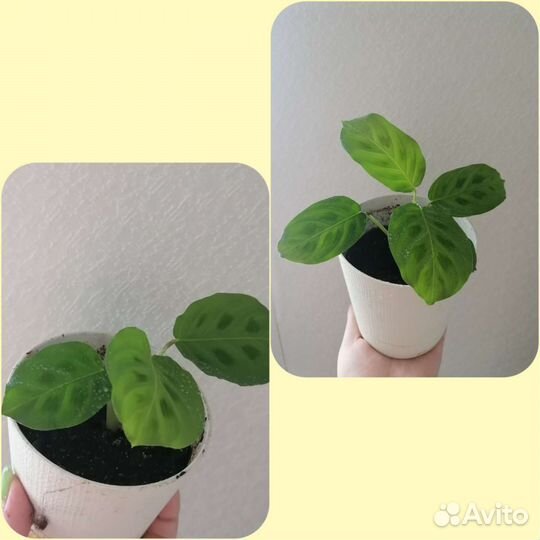 Комнатные растения