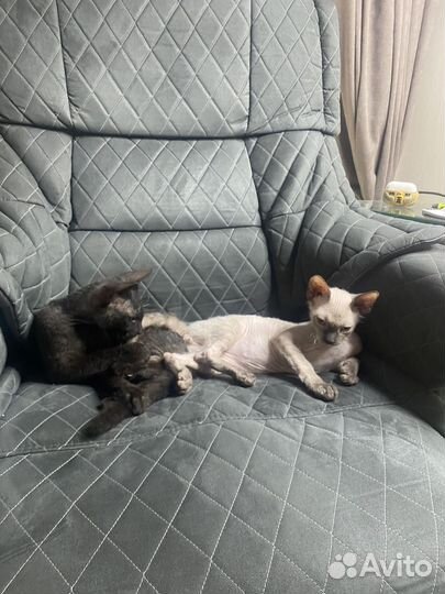 Котенок сфинкс