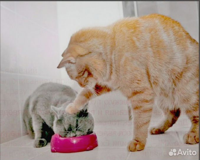 Подсобный рабочий Еженедельный аванс /Беспл.Еда /О