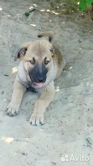 Щенок девочка в добрые руки бесплатно