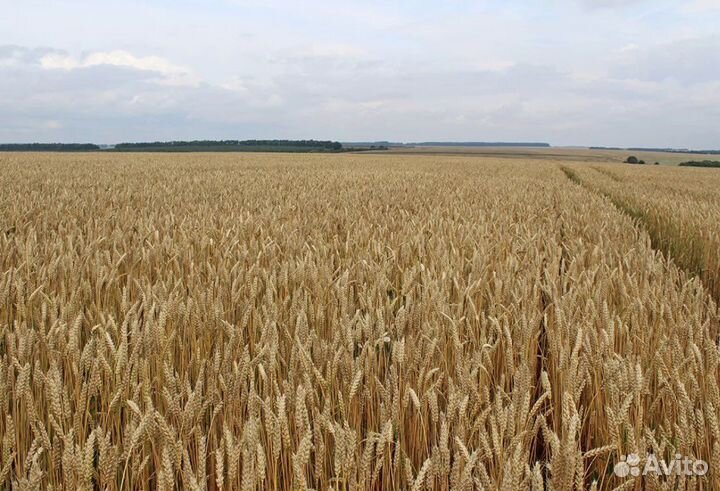 Семена ярового ячменя и пшеницы