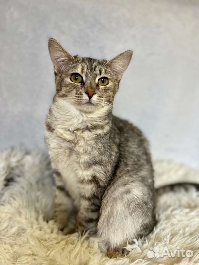 Кошка подросток в добрые руки