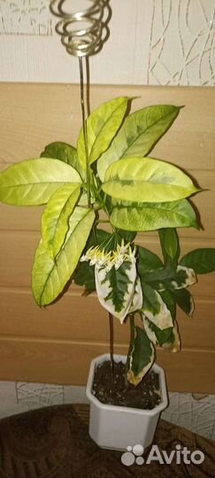 Хойя-коллекция и создание зеленого интерьера