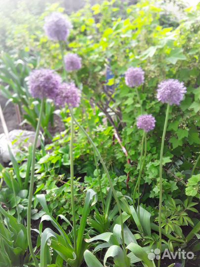 Лук Суворова для посадки в зиму