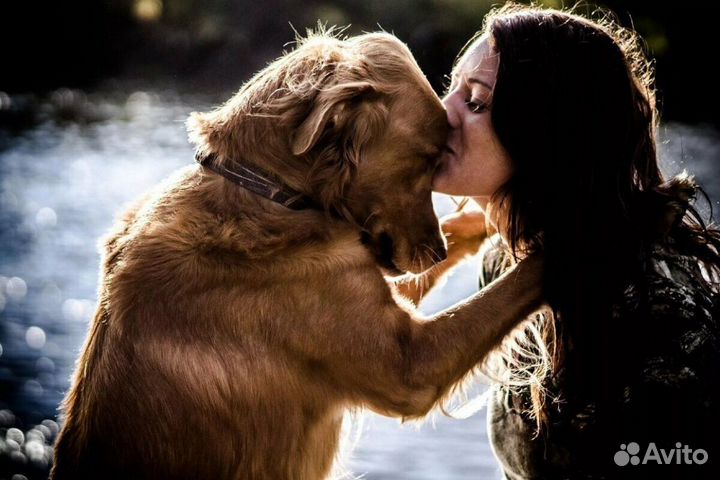 Индивидуальная передержка собак