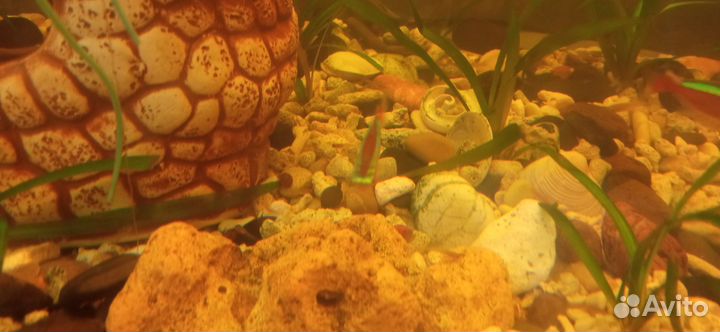 Аквариум75литров+рыбки