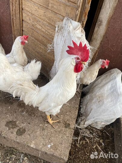 Петухи легорн