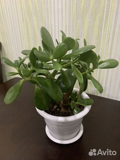 Цветы разные