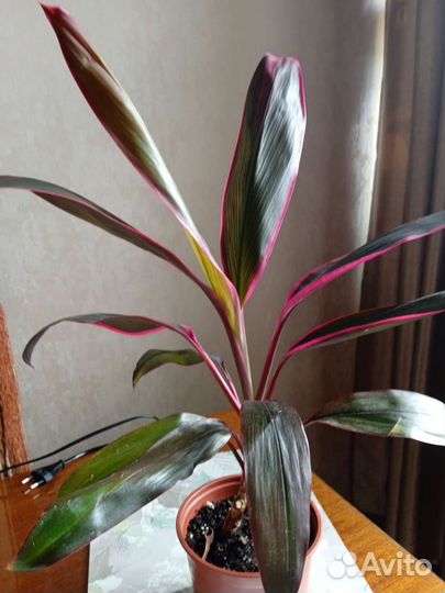 Корделина и драцена