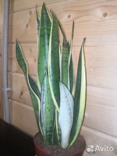 Сансиверия snow white