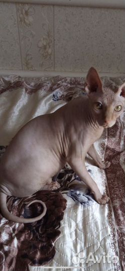 Канадский сфинкс