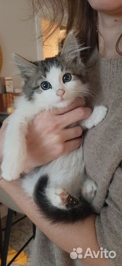 Спасите Сашку