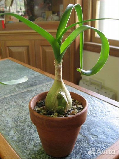 Индийский лук