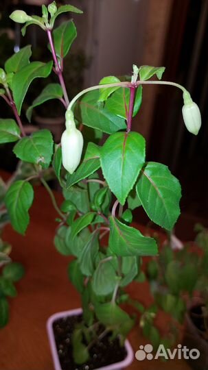 Комнатные цветы фуксия