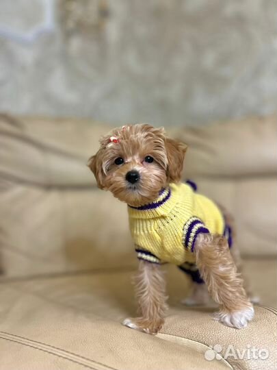 Щенки мальтипу f1