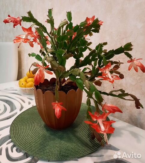 Декабрист с горшком