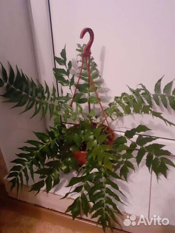 Папоротники редкие сорта