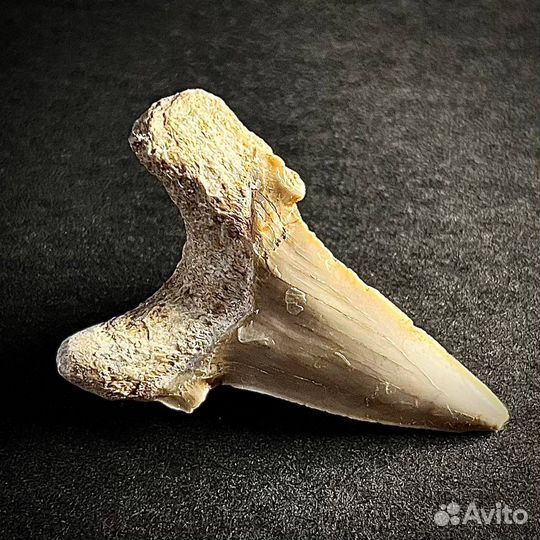 Зуб акулы Otodus окаменелость ископаемое