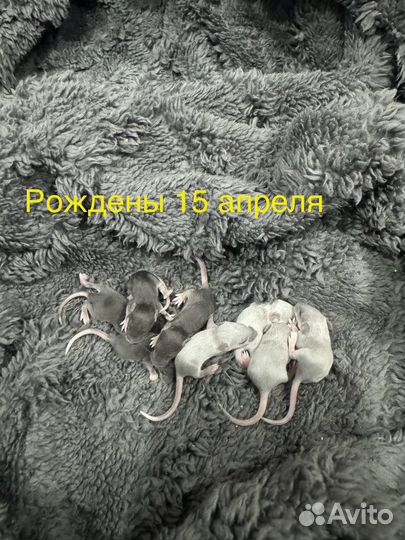 Сатиновые мышки