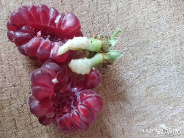 Ремонтантная малина