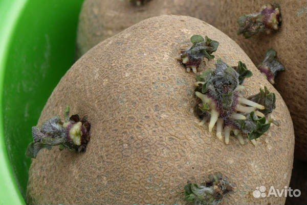 Киви картофель на посадку