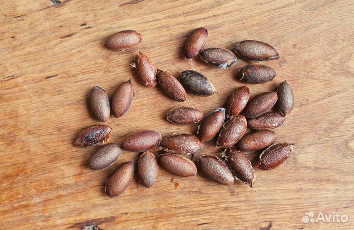 Головчатотисс Харрингтона/Форчуна, семена