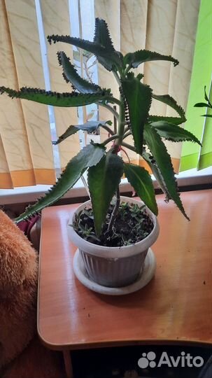 Каланхоэ лечебное