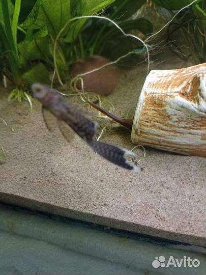 Анциструс вуалевый