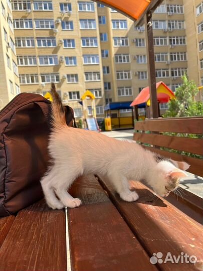 Отдам котенка в добрые и заботливые руки