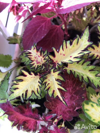 Колеусы вегетативные