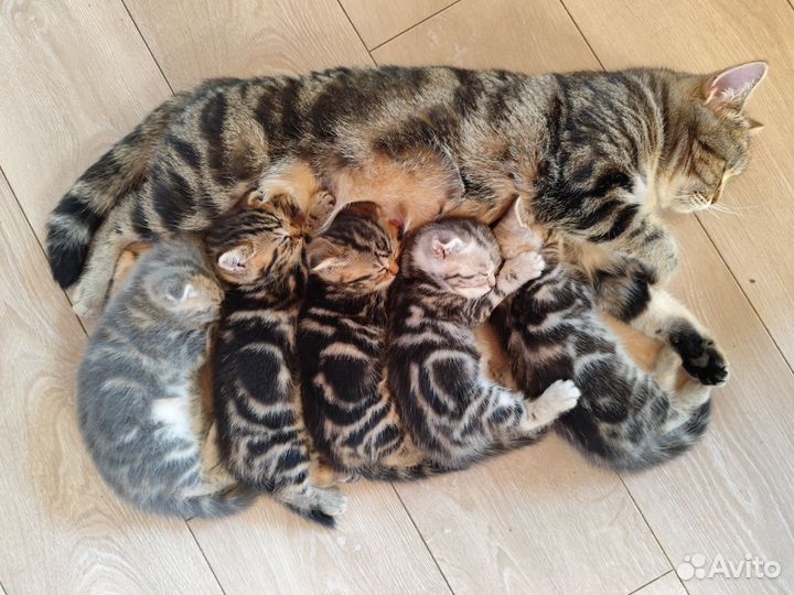 Шотландские котята
