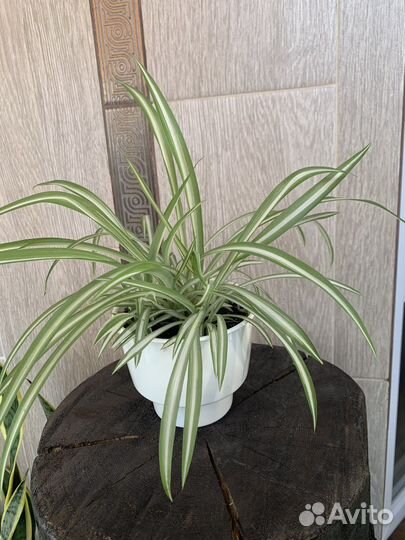 Хлорофитум