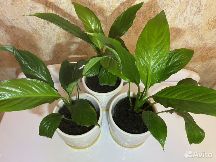 Спатифиллум