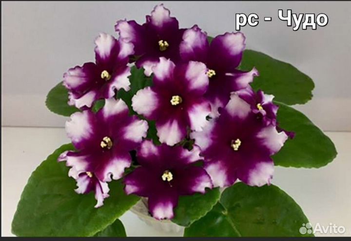 Фиалка детки