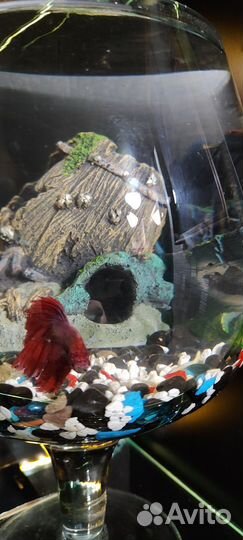 Аквариумные рыбки петушок