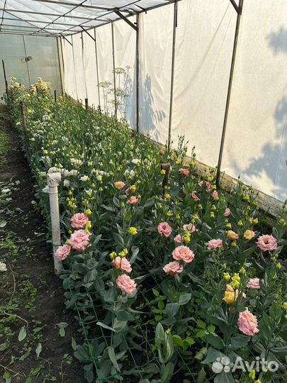 Цветы эустома