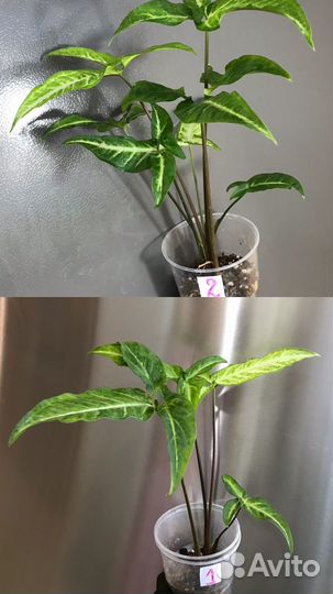 Сингониум 7 видов