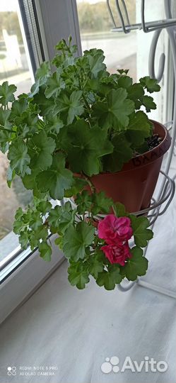 Пеларгония, герань Тесс влада