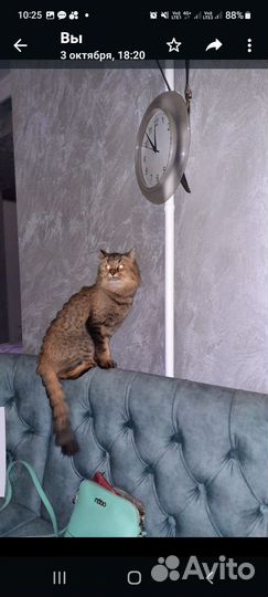 Кошка вязка