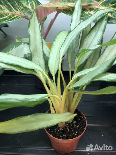 Аглоанемы Стрелиция Фикус Лирата