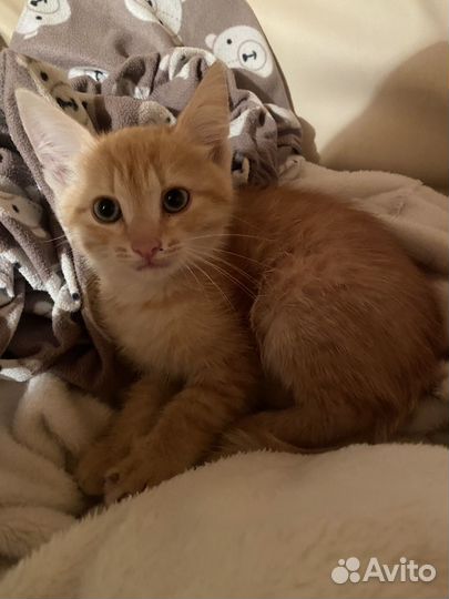 Кошка в дар бесплатно