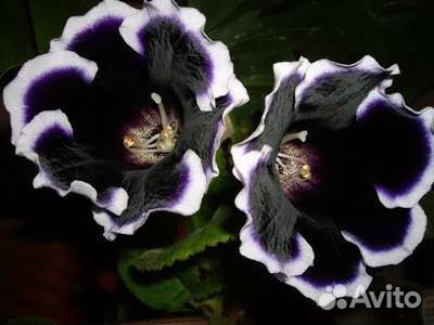 Семена глоксиний смесь