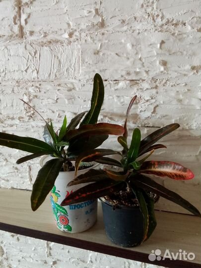 Комнатные растения цветы