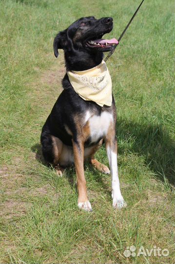 Собака в дар